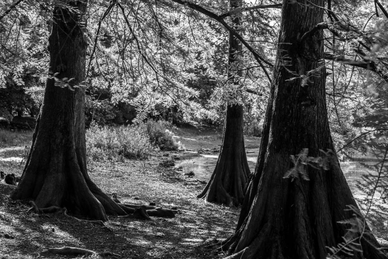 Zwart-witfoto van grote oude bomen langs een kronkelend bospad, met sterk licht en schaduw.