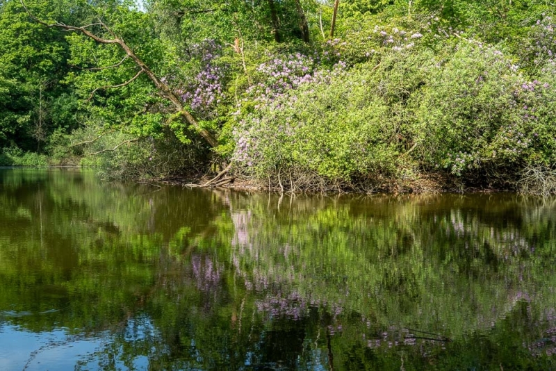 Groene struiken met paarse bloemen langs een rustige vijver, weerspiegeld in het donkere water.