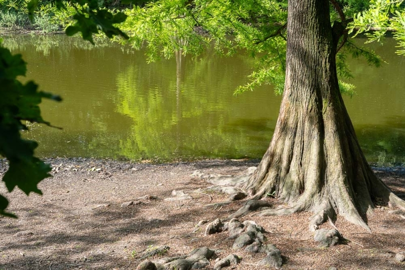 Grote boom met zichtbare wortels aan de oever van een rustige vijver, omringd door groen blad en zonlicht.