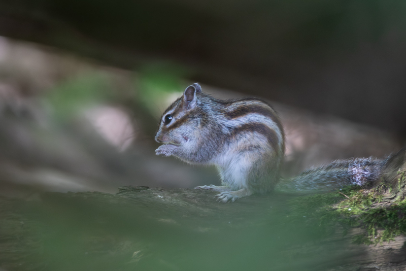 Eekhoorn zit op een boomstam in het bos, omringd door een zachte groene voor- en achtergrond.