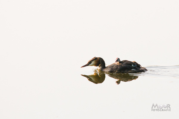 Compositieregels voor betere foto's: hoe je als fotograaf kunt groeien