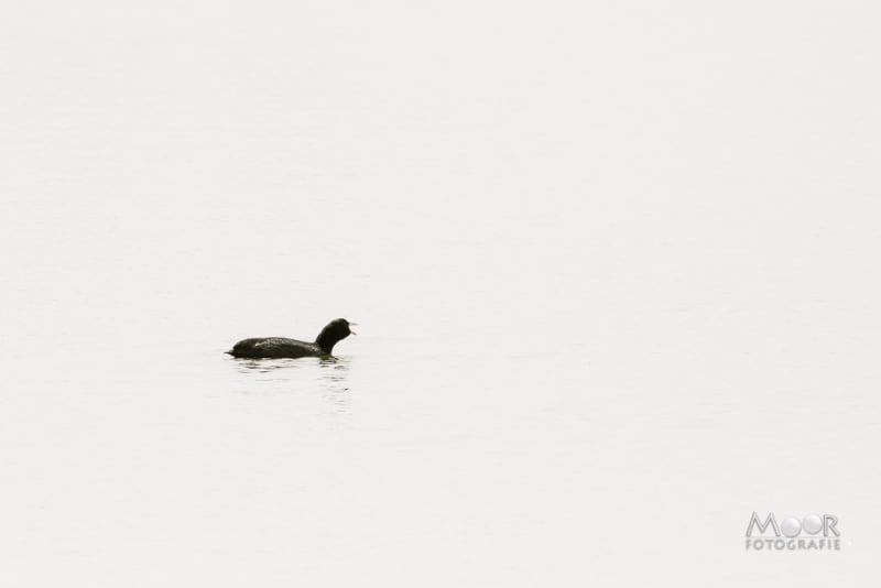 fotowandeling Jantjesplaat Biesbosch