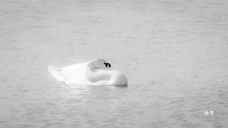 fotowandeling Jantjesplaat Biesbosch