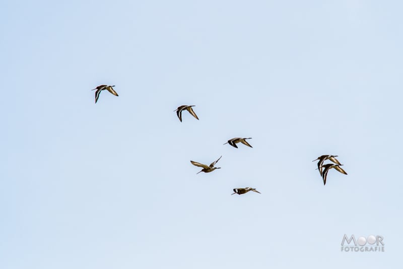 fotowandeling Jantjesplaat Biesbosch