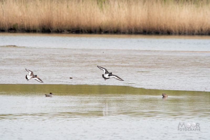 fotowandeling Jantjesplaat Biesbosch