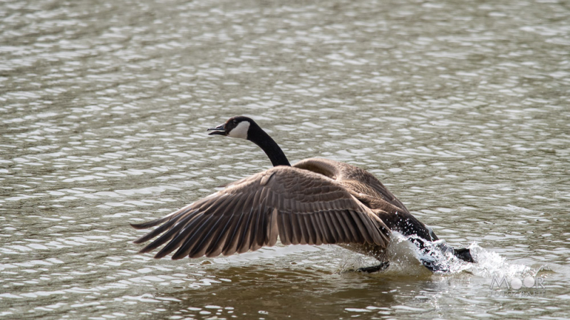 fotowandeling Jantjesplaat Biesbosch