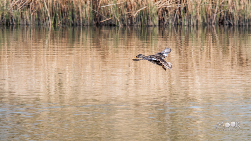 fotowandeling Jantjesplaat Biesbosch