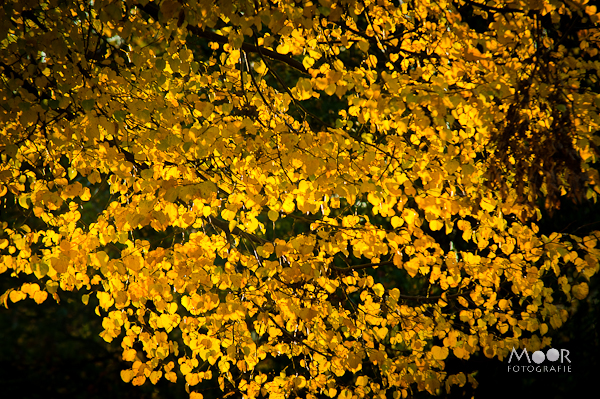 Geel Kleur Herfst Herfstfotografie