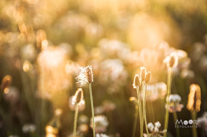 Het geheim van fotograferen in het Gouden Uur