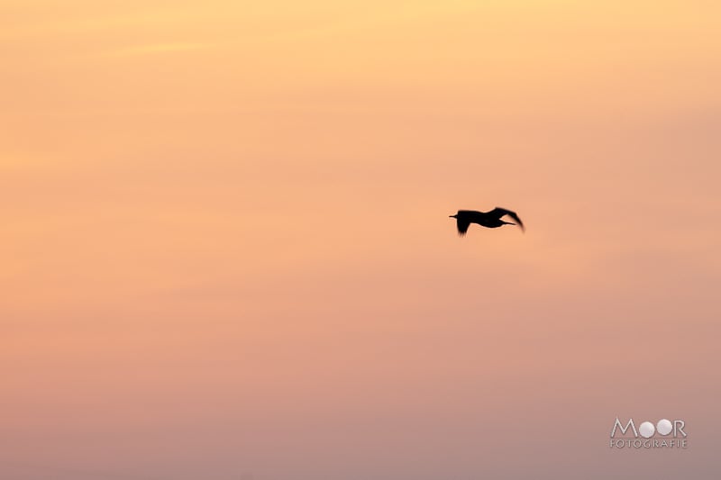 Gemakkelijke missers in natuurfotografie