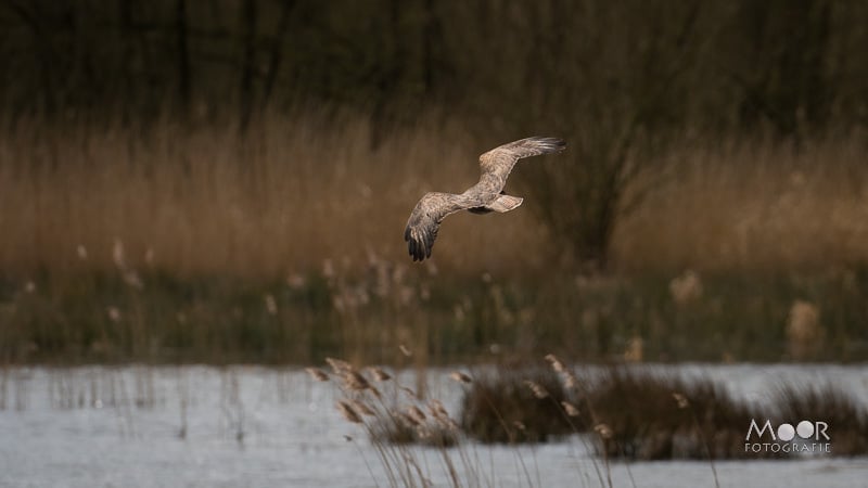 Gemakkelijke missers in natuurfotografie