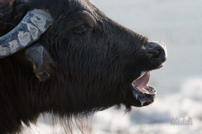 Gemakkelijke missers in natuurfotografie