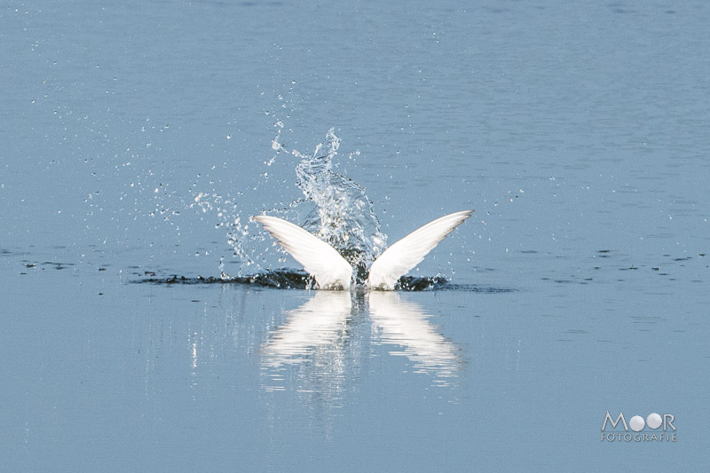 Gemakkelijke missers in natuurfotografie