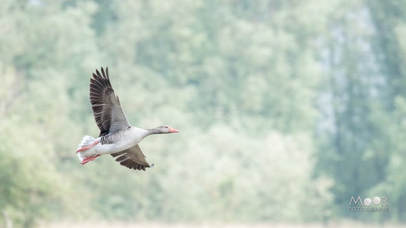 Gemakkelijke missers in natuurfotografie