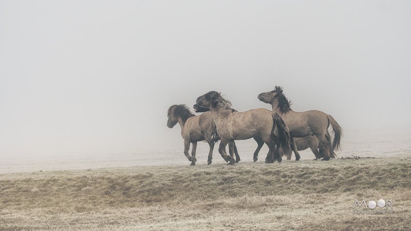 Gemakkelijke missers in natuurfotografie