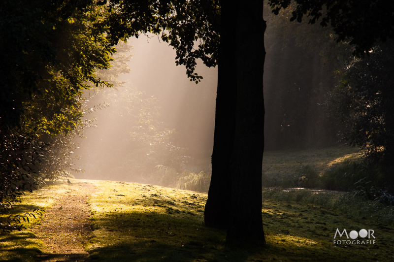 Herfstfotografie: Waarom Licht Belangrijker is dan Locatie voor de Perfecte Foto