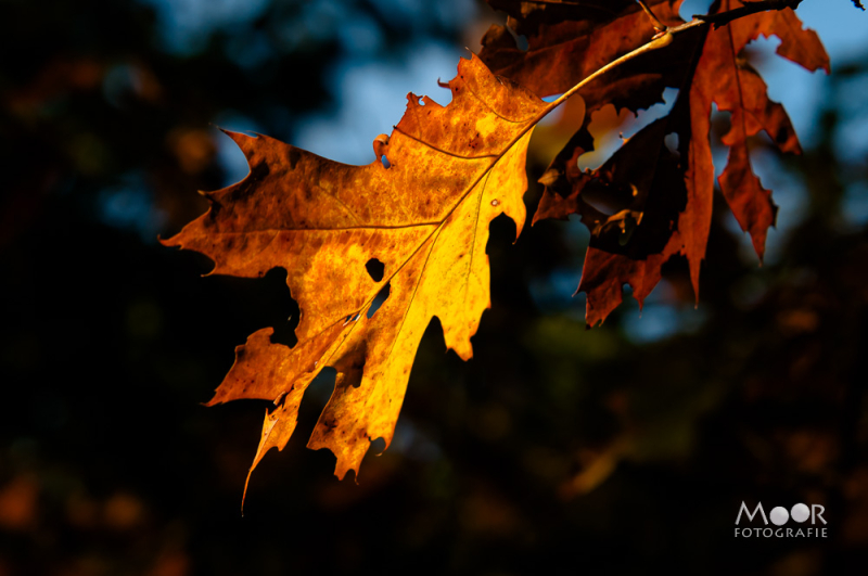 Herfstfotografie: Waarom Licht Belangrijker is dan Locatie voor de Perfecte Foto