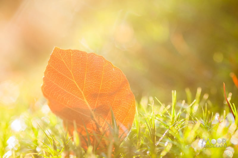 Herfstfotografie: Waarom Licht Belangrijker is dan Locatie voor de Perfecte Foto