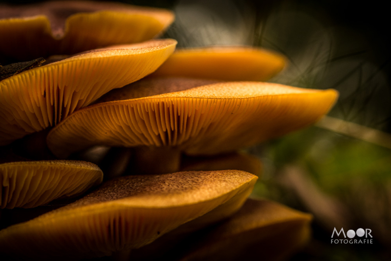 Herfstfotografie: Waarom Licht Belangrijker is dan Locatie voor de Perfecte Foto