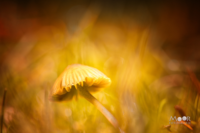 Herfstfotografie: Let op de Details