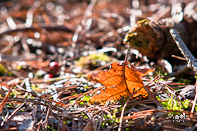Herfst Herfstfotografie Details Tip
