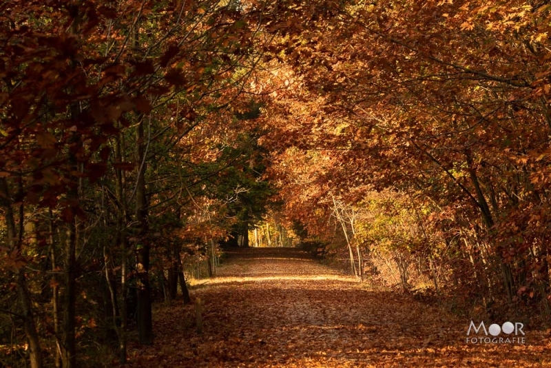 herfstfotografie tips voor kleurrijke en creatieve foto's