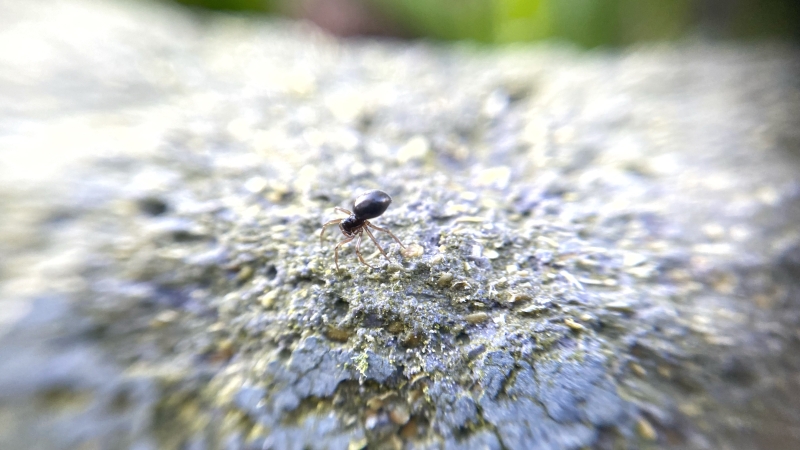 Ritselingen van het voorjaar