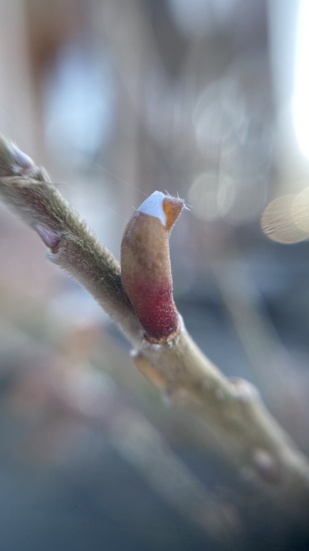 Ritselingen van het voorjaar