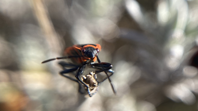 Ritselingen van het voorjaar