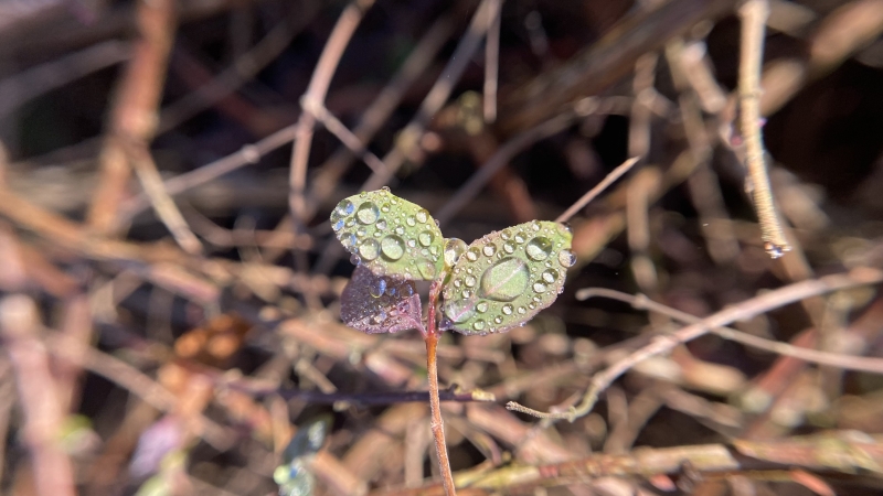 Ritselingen van het voorjaar