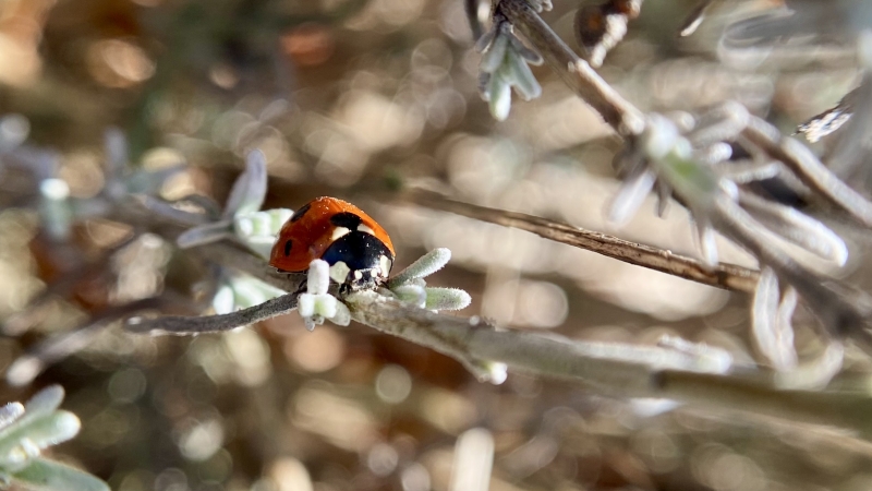 Ritselingen van het voorjaar