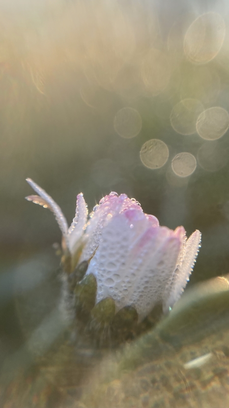 Ritselingen van het voorjaar