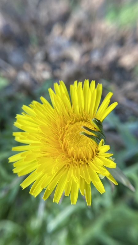 Ritselingen van het voorjaar