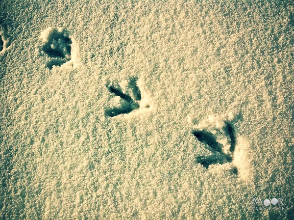 winter sneeuw iPhonografie iPhone voetstappen