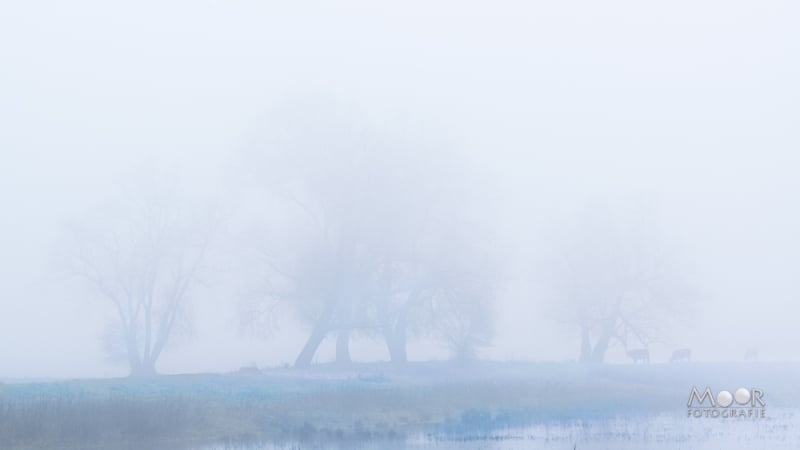 Kansen met mist