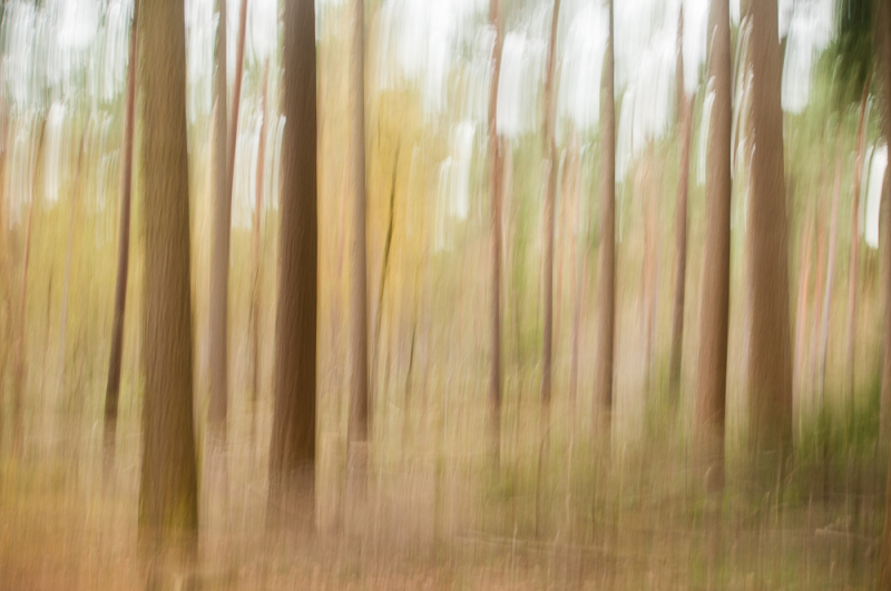 Abstracte herfstfoto van een bos met verticale camerabeweging (ICM-techniek) voor een dromerig effect