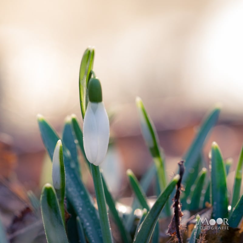 Fotograferen in de Overgang van Winter naar Lente: Rijp en Sneeuwklokjes