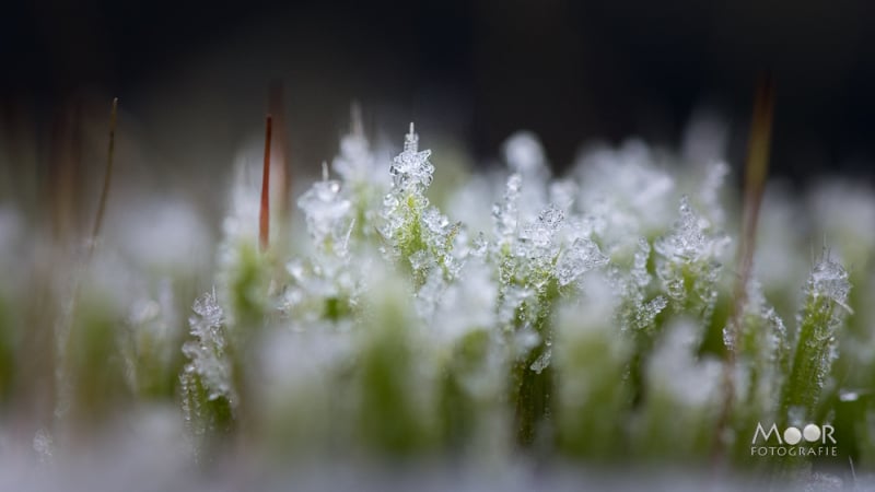 Fotograferen in de Overgang van Winter naar Lente: Rijp en Sneeuwklokjes