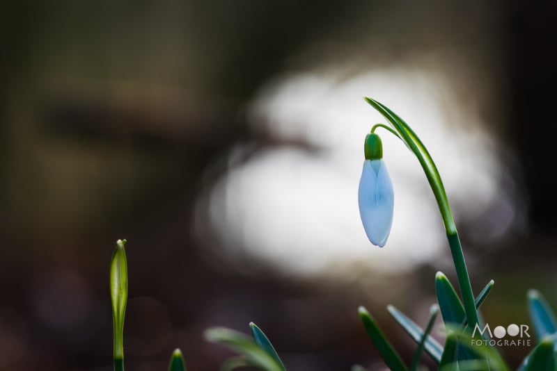 Fotograferen in de Overgang van Winter naar Lente: Rijp en Sneeuwklokjes