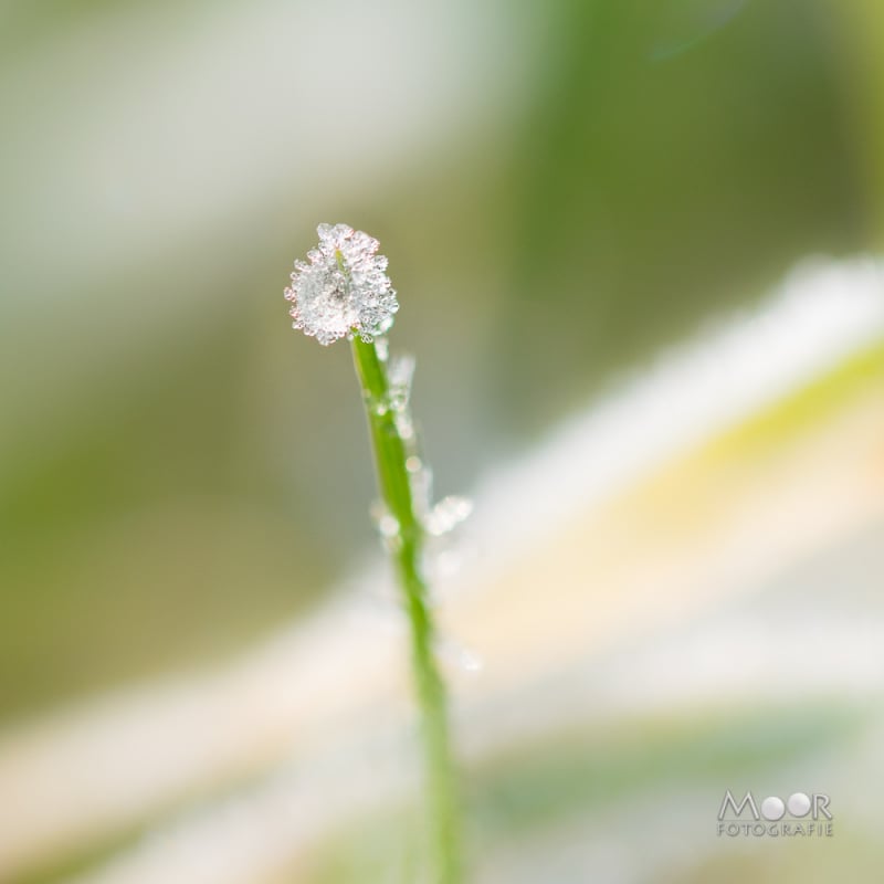 Fotograferen in de Overgang van Winter naar Lente: Rijp en Sneeuwklokjes