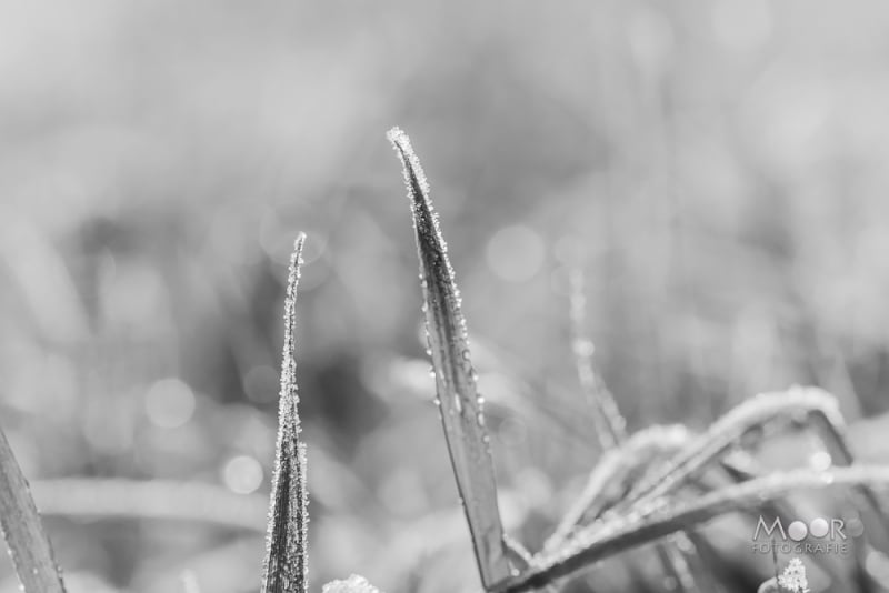 Fotograferen in de Overgang van Winter naar Lente: Rijp en Sneeuwklokjes