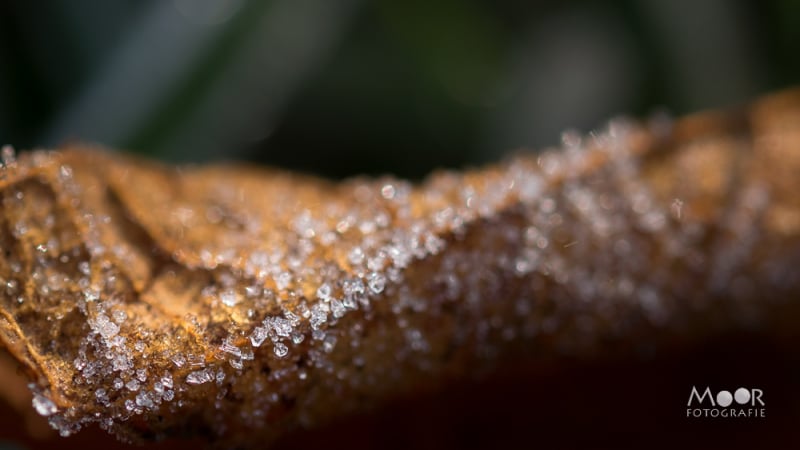 Fotograferen in de Overgang van Winter naar Lente: Rijp en Sneeuwklokjes