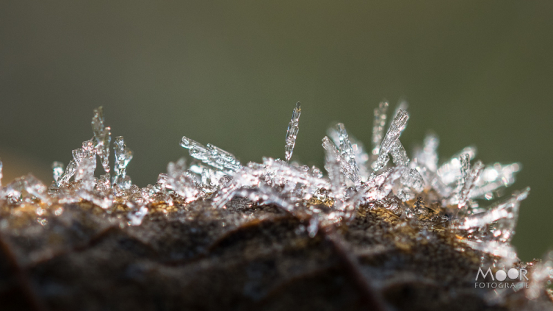 Fotograferen in de Overgang van Winter naar Lente: Rijp en Sneeuwklokjes