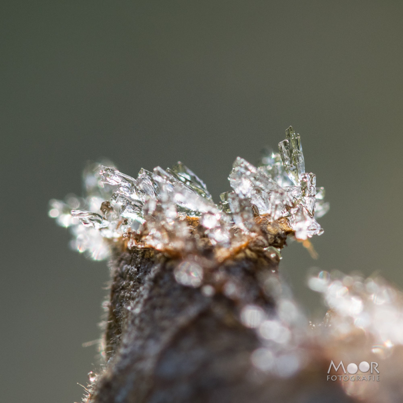 Fotograferen in de Overgang van Winter naar Lente: Rijp en Sneeuwklokjes