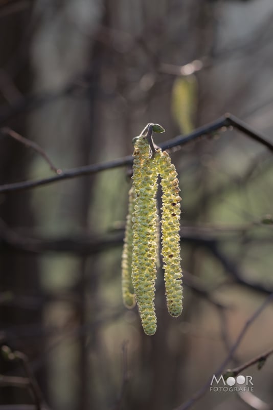 Fotograferen in de Overgang van Winter naar Lente: Rijp en Sneeuwklokjes