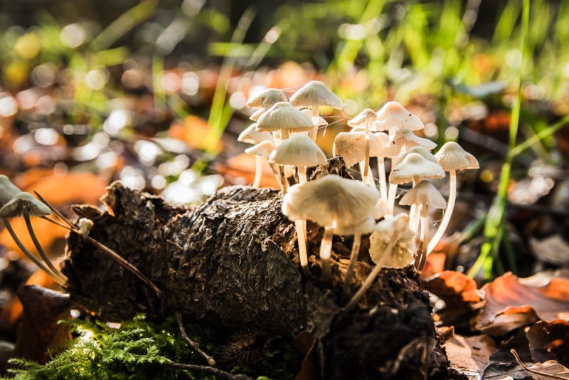 Een herfstwandeling vol fotografische kansen in het Leuvenumse Bos