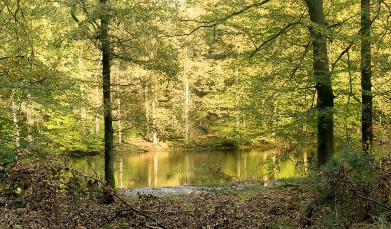 Een herfstwandeling vol fotografische kansen in het Leuvenumse Bos