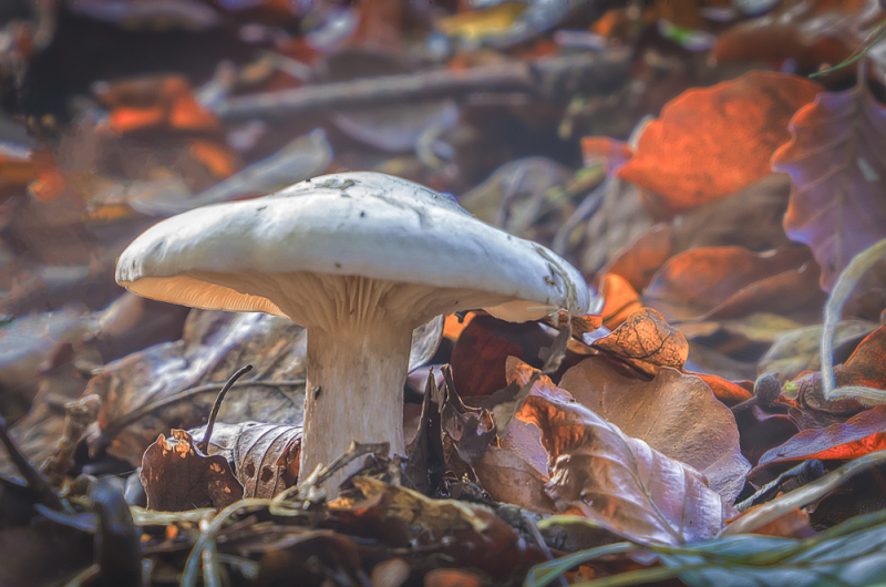 Een herfstwandeling vol fotografische kansen in het Leuvenumse Bos