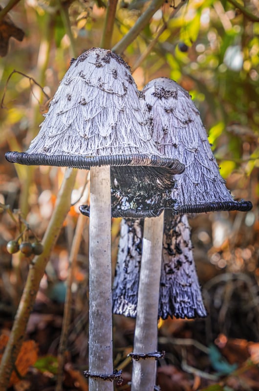 Een herfstwandeling vol fotografische kansen in het Leuvenumse Bos