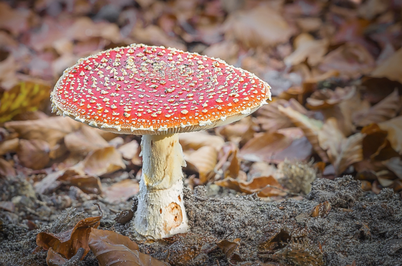 Een herfstwandeling vol fotografische kansen in het Leuvenumse Bos